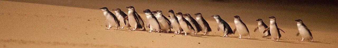 Phillip Island coastline and wildlife in Victoria