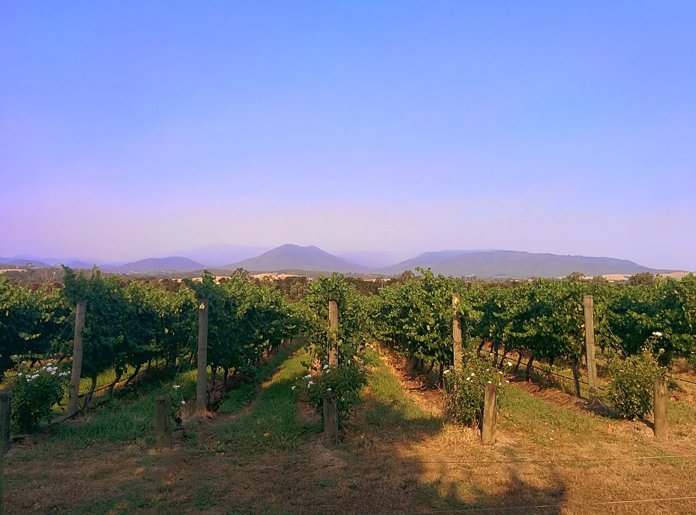Vineyard landscape in Victoria on a multi-day tour