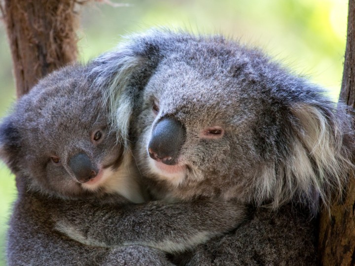 Healesville mum and bub koalas uai 720x540 1