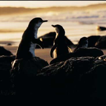 Penguins at Sunset lg 768x628 1