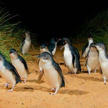 Phillip Island Penguin and Winery Tour Penguins lg rdh4szto5q7k3gzzla24xmiqisbtbqk4gcy6zars6o