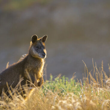 Phillip Island Penguin and Winery Tour Wallaby lg
