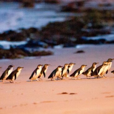 Phillip Island Penguins Penguin Parade Beach Arrival lg rdh4shyu7fv9vpik25kte9w1ksiboza0ibbt9bvzh4