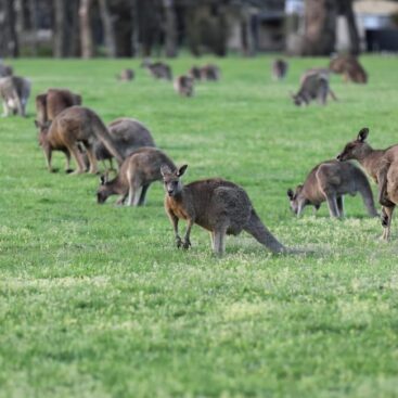 kangaroos scaled rdh4shyr5sxjyiqifg8sl4s5wo9c3pzk171oqxcv3o