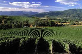Balgownie Vineyard lg