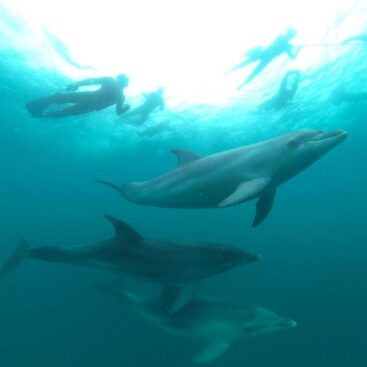 Dolphins 1920x1080pp lg