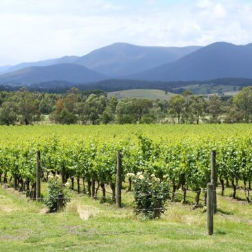 1e4533e4478e4734bbe9b899250b81a0Domaine Chandon Vineyard lg