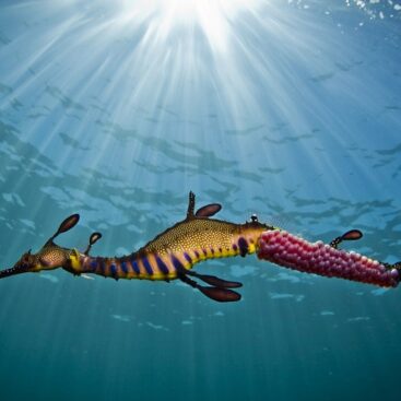 Guided Snorkel with Sea Dragons lg