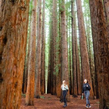 Redwood Forest lg