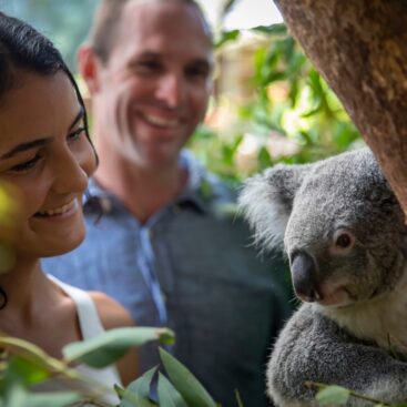 where you can cuddle a koala.thumb .800.480 lg